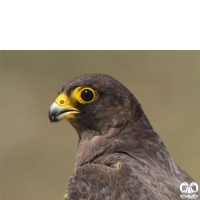 گونه شاهین دودی Sooty Falcon